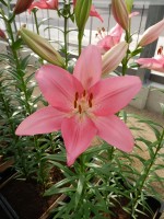 [4031 Carona No02.JPG]